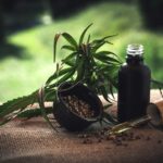 Hemp seeds, oil bottle, and plant on fabric.