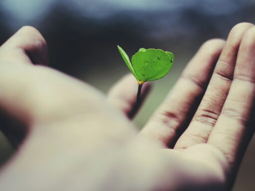 Hand holding tiny green plant sprout.