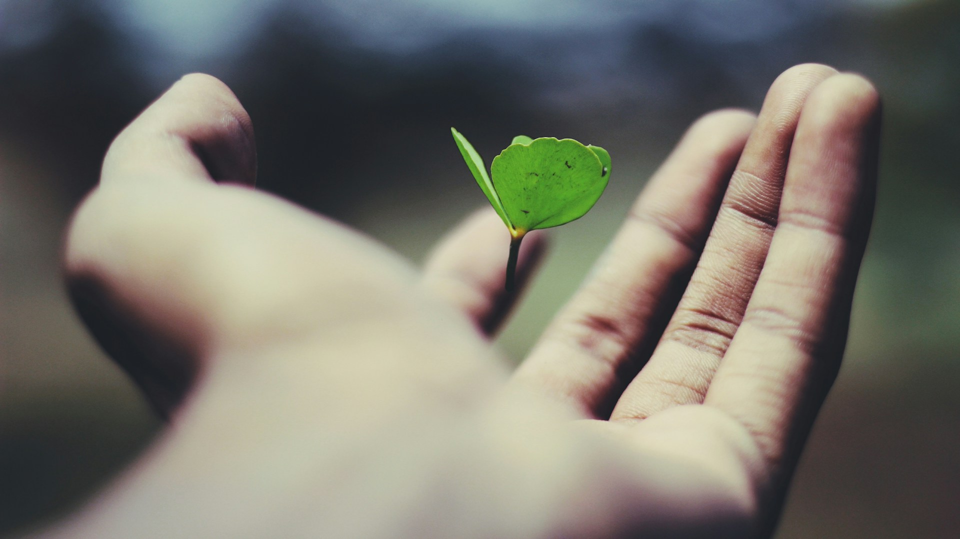 Hand holding tiny green plant sprout.